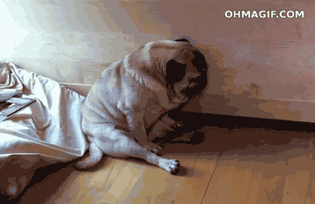 疲れ切って脱力しまくった犬がかわいいww