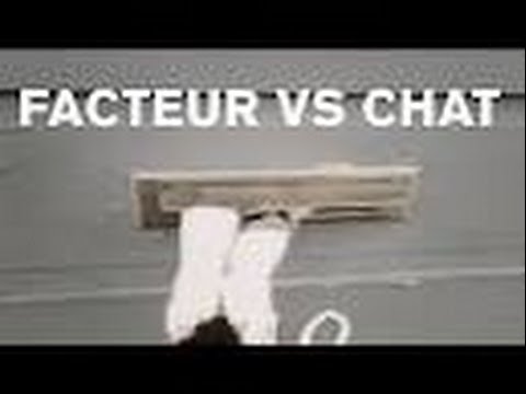 Cat warns factor put the letter in the door - new - - YouTube