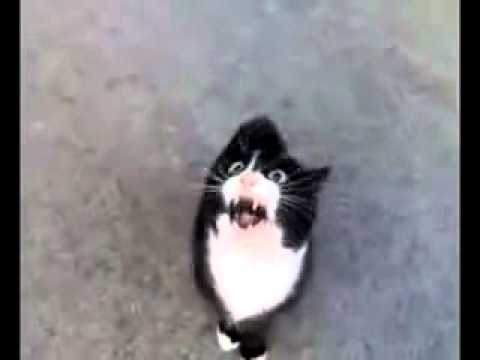 健全字幕　怒ってた猫が急に話しかけて来たけどネコ語だからわからない - YouTube