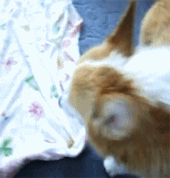 疲れ切って脱力しまくった犬がかわいいww