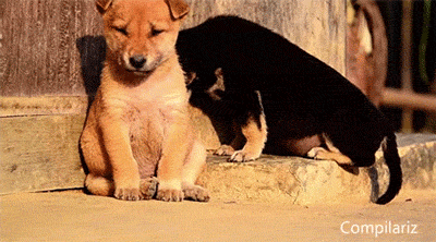 疲れ切って脱力しまくった犬がかわいいww