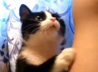   猫「ねぇねぇねぇ、頭なでるやつやって〜。ねぇねぇねぇ」 - ViRATES [バイレーツ]