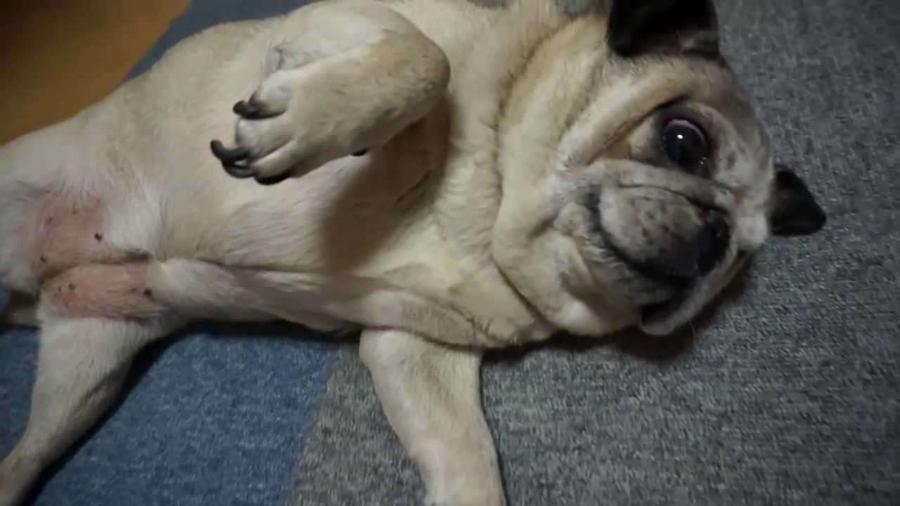 爪きりが嫌すぎて、テンションガタ落ちのパグ！I cut the nails of pug! - YouTube