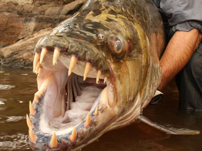 ワニをも食らう「巨大ピラニア」、52歳の屈強な釣り師に捕らえられる - GIGAZINE