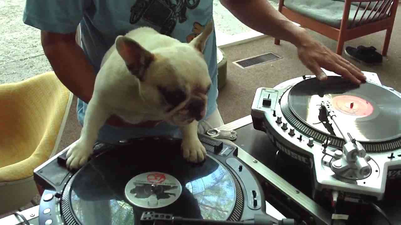 DJ MAMA scratch DUET w Truly OdD Greyboy french bulldog hip hop - YouTube