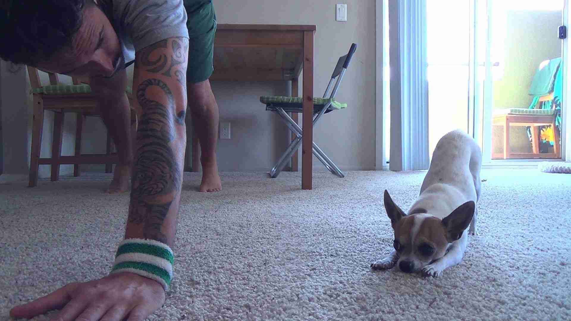 Yoga Time with a Cute Chihuahua - YouTube