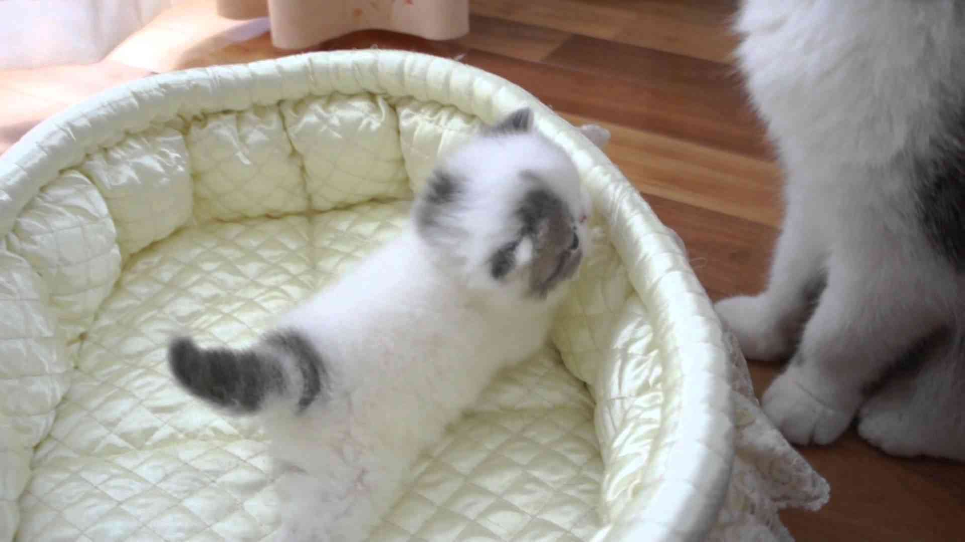 エキゾチックショートヘア　子猫 - YouTube