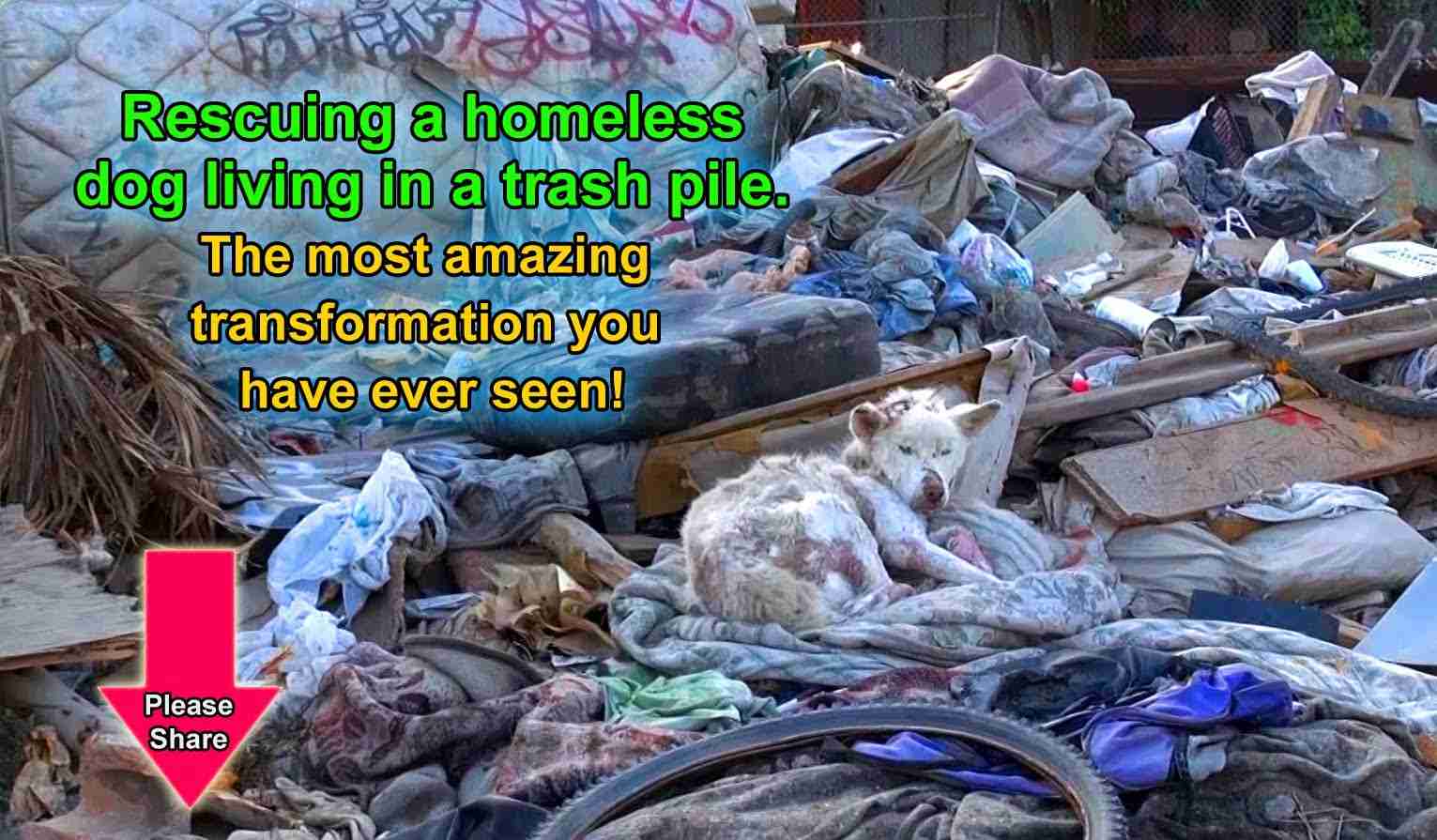 A homeless dog living in a trash pile gets rescued, and then does something amazing! Please share. - YouTube