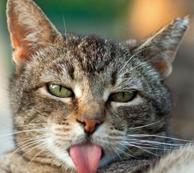 猫舌の人！