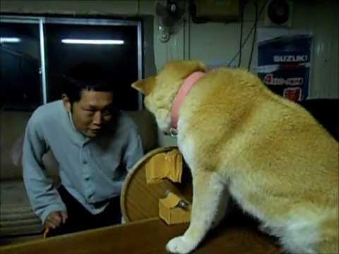 柴犬の拒む瞬間５連パチューー - YouTube