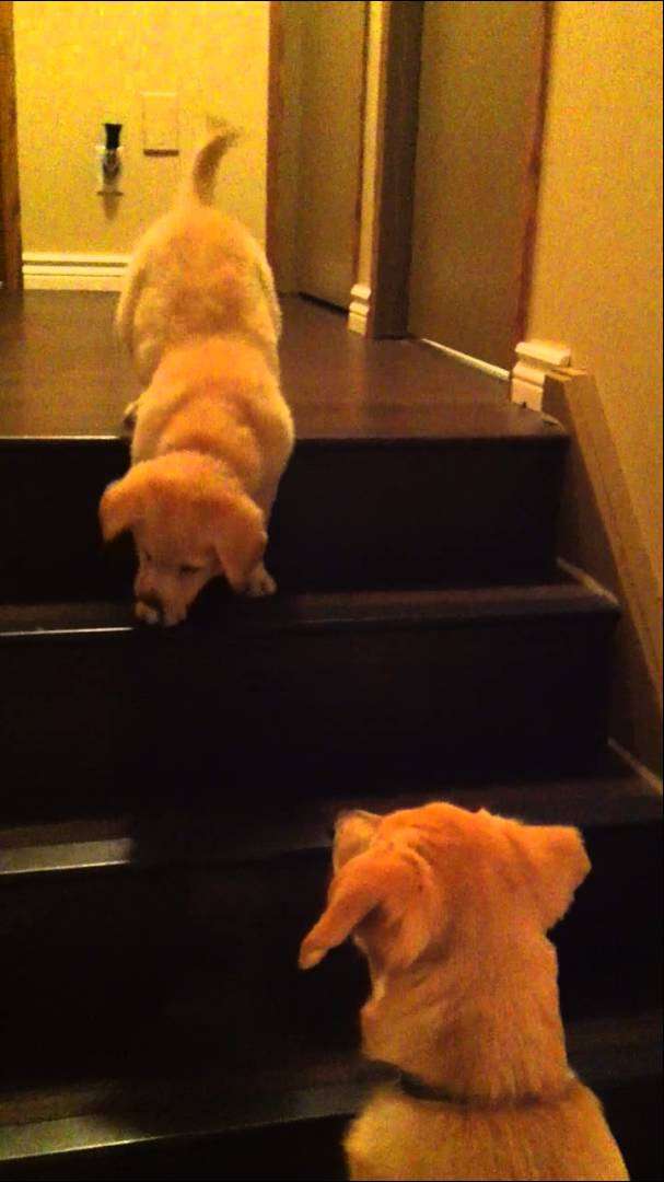 Puppy teaching Puppy to go down stairs!  SO cute! - ORIGINAL VIDEO! (from owner) - YouTube