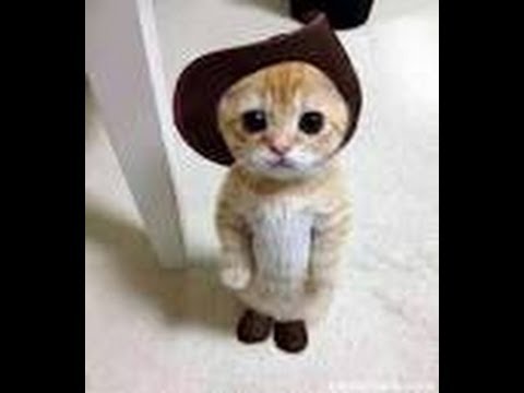 人気ねこ動画Yuo Tube人気ランキングNO１～ - YouTube