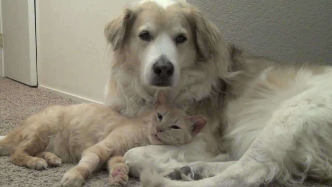 Thomas O'Malley Flufferpants gives snuggles to Murkin - YouTube