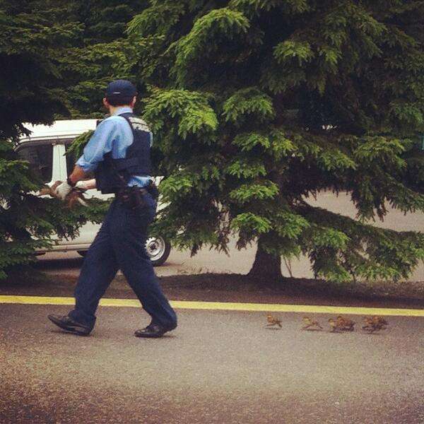 【画像】警官に誘導される子ガモが微笑ましい