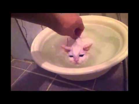 Kitten Refuses to Leave Warm Bath! - YouTube
