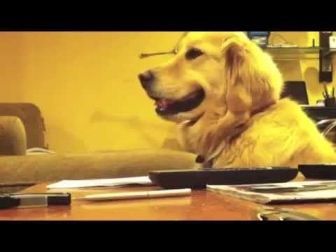 ギターが好きすぎるゴールデンレトリーバー。露骨に表情変わりすぎｗｗ - YouTube