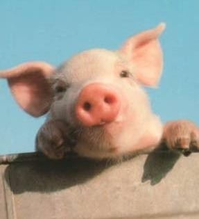 ガルちゃんで画像(サイト)を貼り付ける方法＆練習Part3