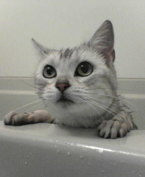 ガルちゃんで画像(サイト)を貼り付ける方法＆練習Part3