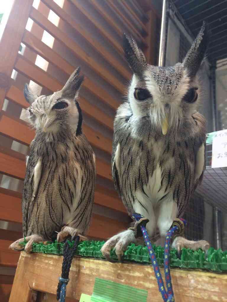 ネコの機嫌の良いとき・悪いときの落差が激しいww