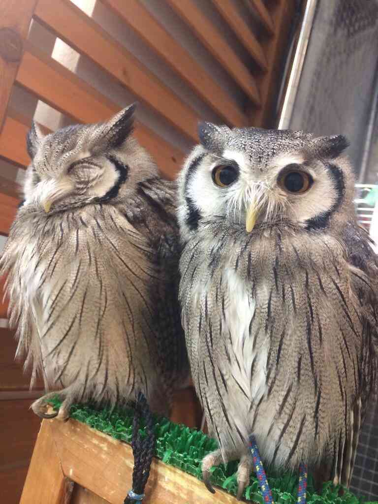 ネコの機嫌の良いとき・悪いときの落差が激しいww