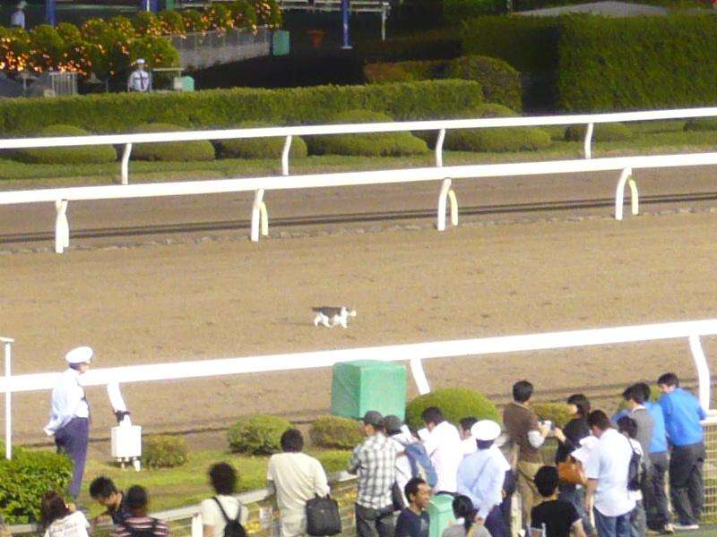 レース中馬群の前に猫飛び出す／大井競馬