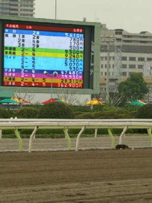 レース中馬群の前に猫飛び出す／大井競馬