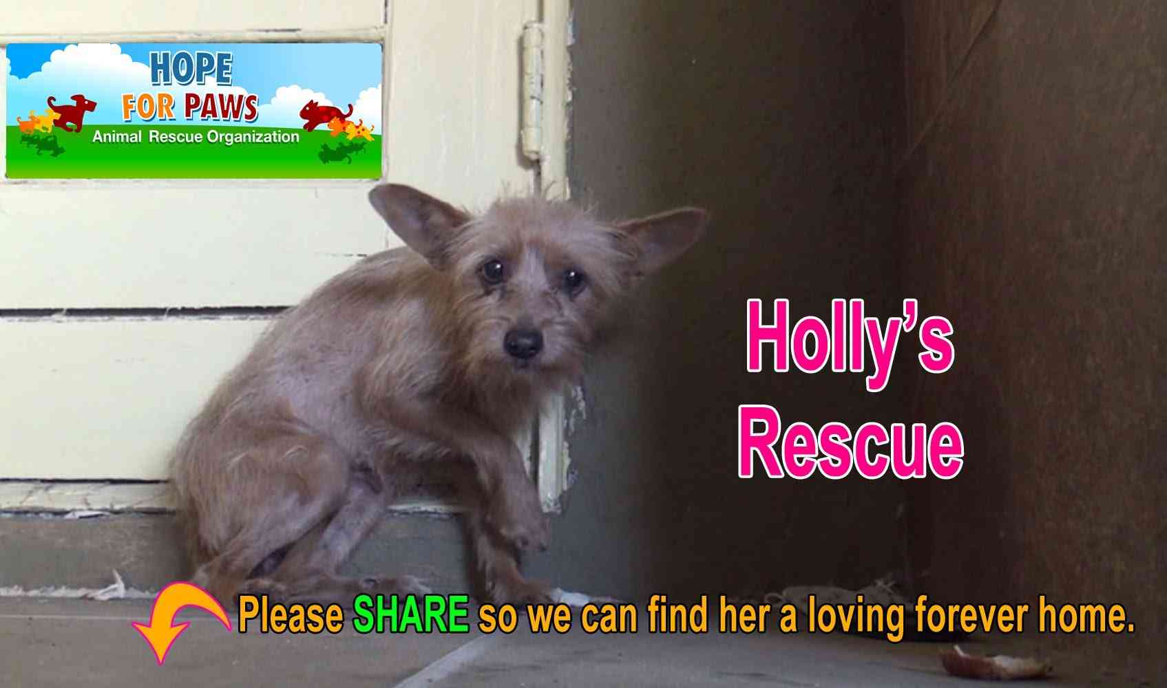 Rescuing a terrified abandoned dog - The transformation will amaze you! Please share. - YouTube