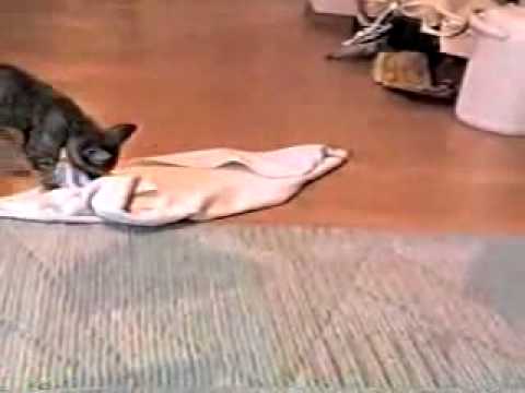 タオルを投げると持って来る子猫 - YouTube