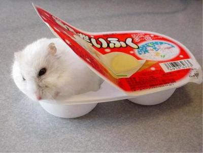 ひたすらニューヨーカーになりきるトピ