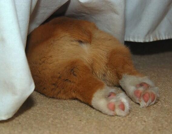 【画像】頭隠して尻隠さず…そんな動物達が可愛い