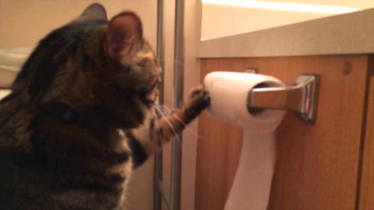 Willie Is Better Than Your Cat - YouTube