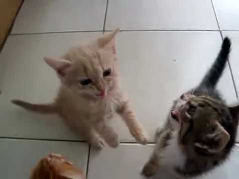 夕飯準備の飼い主さんに必死にすがる子猫たち - YouTube