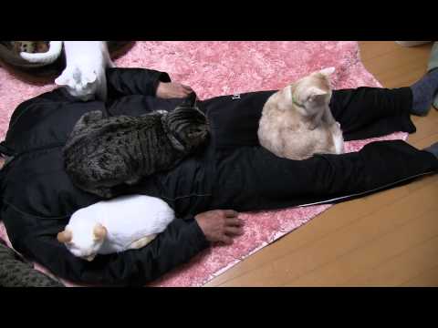 ネコの機嫌の良いとき・悪いときの落差が激しいww