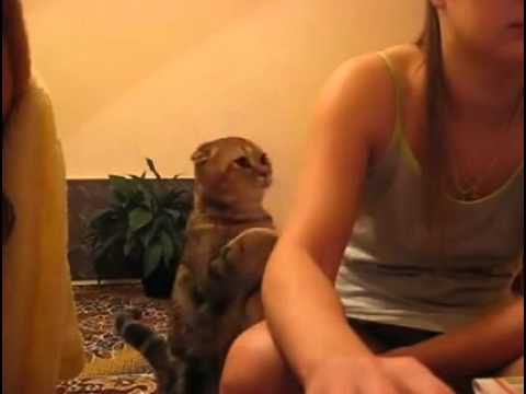 ちょん。ちょん。ねぇねぇ、撫でてよ～甘え上手な可愛い猫 - YouTube