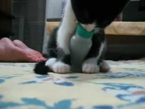 猫　赤ちゃん♪　ミルク飲んでウトウト　～cat sleeping with a milk～ - YouTube