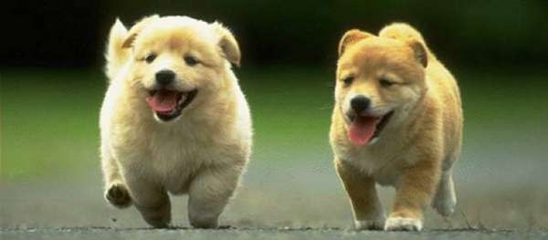 疲れ切って脱力しまくった犬がかわいいww