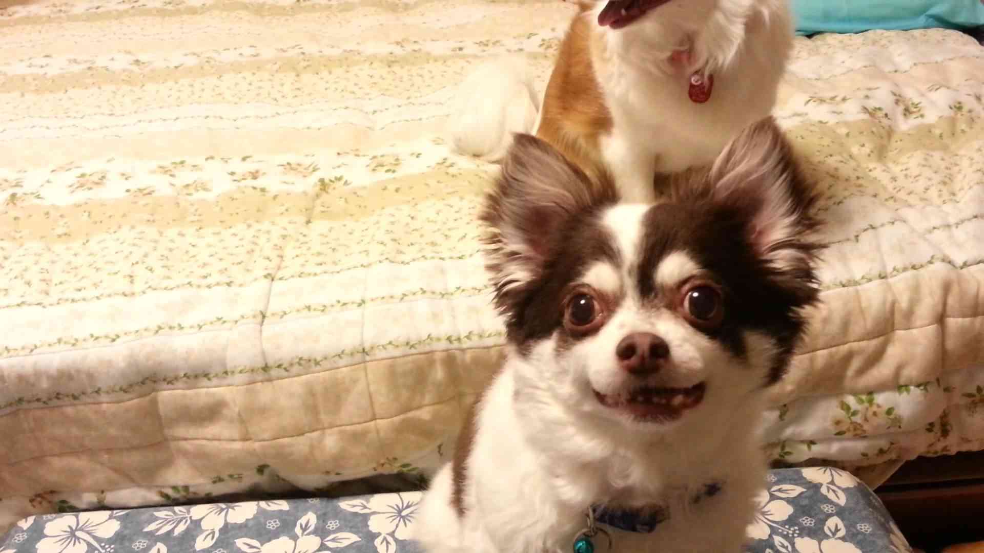 ハッピーとジョイの大好きなオヤツ/The favorite snack of Happy&Joy. - YouTube