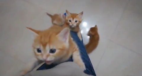 子猫が足を登ってくる！それも5匹も【海外の反応】 : りらっくすねいちゃー！