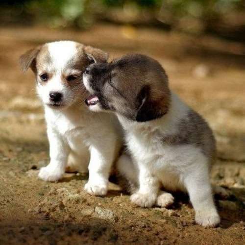 ガルちゃんで画像(サイト)を貼り付ける方法＆練習Part3