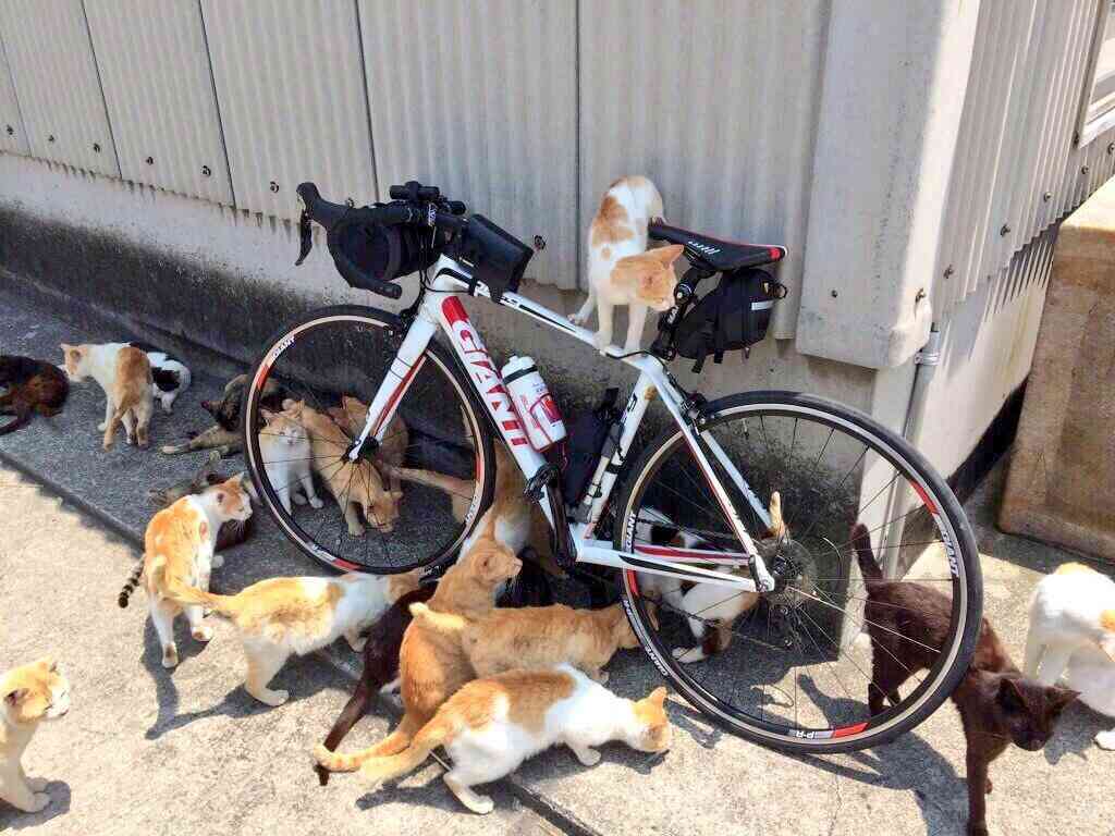 【話題】自転車がネコの集団に襲われてるww