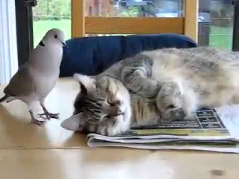 猫を起こそうとする鳩、ハト - YouTube
