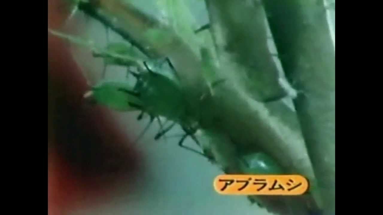 フマキラー カダン - YouTube