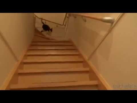 玄関開けるまで259,202秒でにゃんこ♪  Cat welcome - short.5 after 3 days- www.copypasteads.com - YouTube