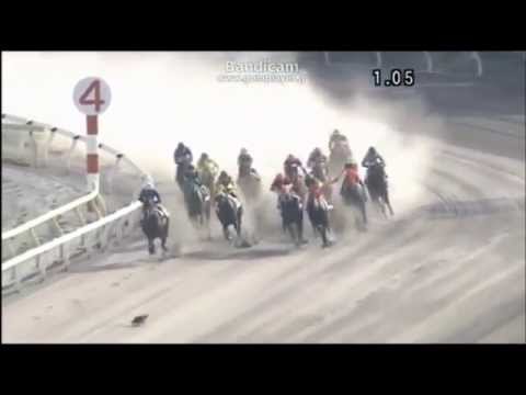 猫がレース中の馬の前を横切る かなりのスピード 【大井競馬】 - YouTube