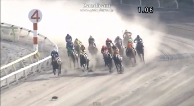 レース中馬群の前に猫飛び出す／大井競馬