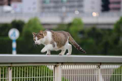 レース中馬群の前に猫飛び出す／大井競馬