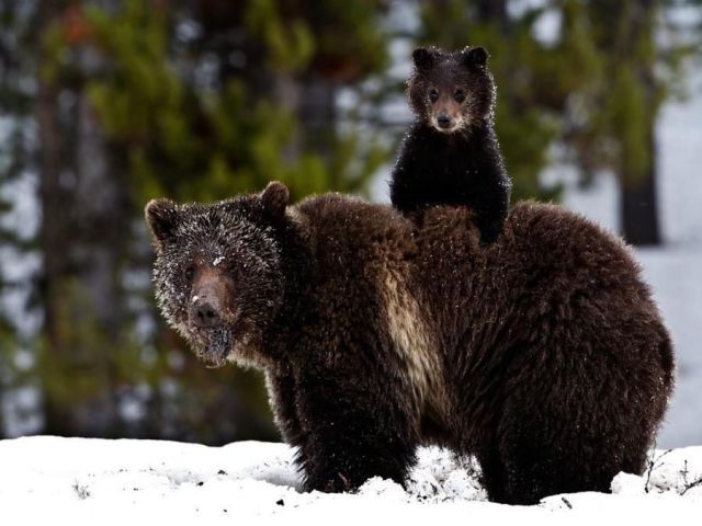 秋田新幹線、線路内のクマとぶつかり52分遅れ。クマは逃亡