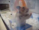 帰宅したらうちのハムスターがこんなんなってた ‐ ニコニコ動画:GINZA