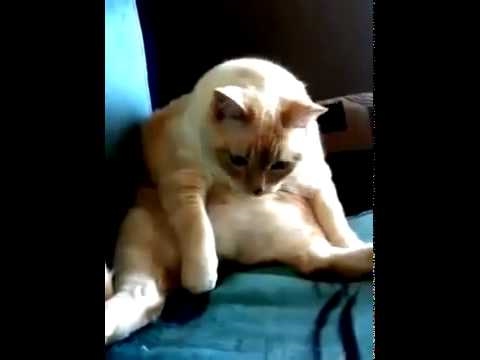 Gatto che fa scoreggio e singhiozza! Cat is farting and sobs! funny! - YouTube