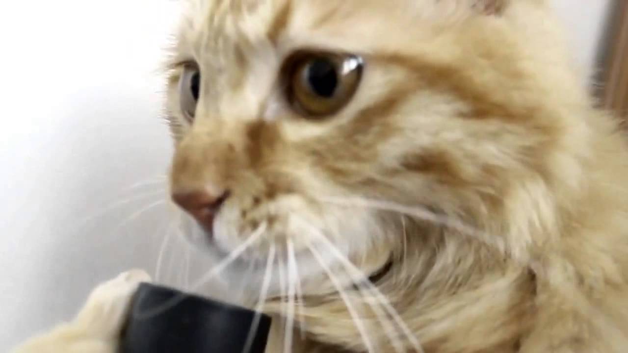 猫と掃除機 - YouTube